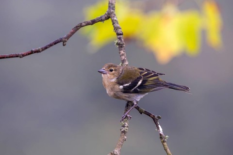 Madeiran chaffinch (Fringilla coelebs maderensis), sitting on a branch, Madeira, Portugal, Europe