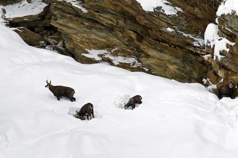 Chamois (Rupicapra rupicapra) herd foraging in snow slope in winter, Gran Paradiso National Park,