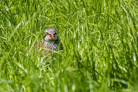 Red-legged partridge (Alectoris rufa), French partridge hidden in high grass in meadow, grassland