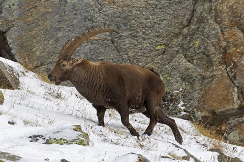Alpine ibex (Capra ibex) male with large horns foraging on mountain slope in the snow in winter,