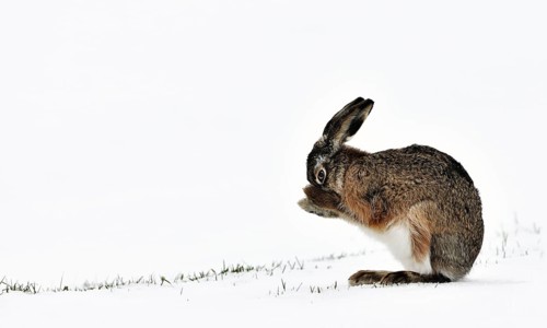 European hare (Lepus europaeus), brown hare grooming fur with paws in snow covered field in winter