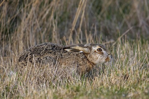 European brown hare (Lepus europaeus) hiding by lying with flat ears and relying on its camouflage