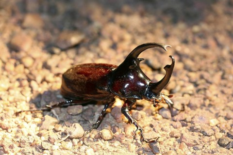 Centaurus beetle (Augosoma centaurus), species of rhinoceros beetle found in tropical Africa