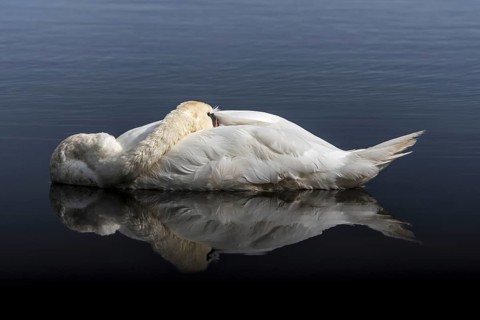 Mute swan (Cygnus olor) male sleeping with head tucked under wing feathers while floating in water
