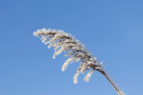 Close up of seed head, seedhead of common reed (Phragmites communis) covered in advection frost,