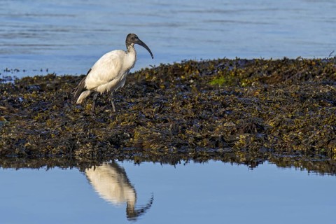African sacred ibis (Threskiornis aethiopicus) introduced species foraging on seaweed covered beach