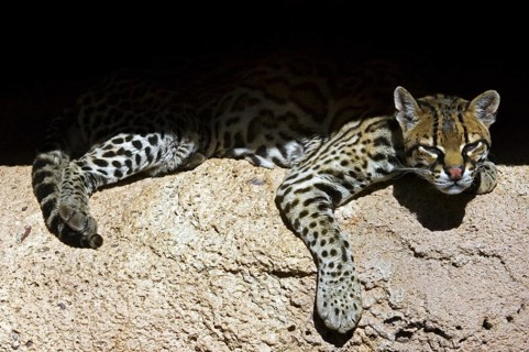 Ocelot (Felis pardalis) dwarf leopard resting in the shade in rock face, native to South America,