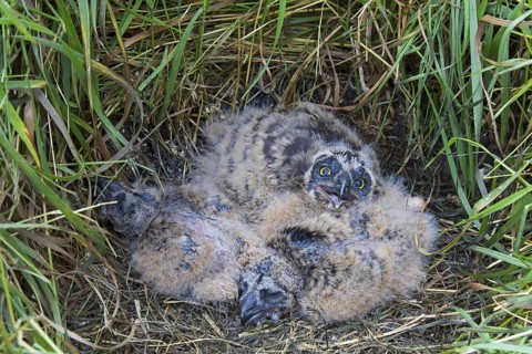 Short-eared owl (Asio flammeus) (Asio accipitrinus) chicks in nest on the ground in grassland