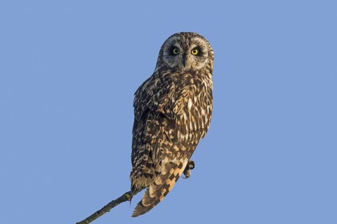 Short-eared owl (Asio flammeus) (Asio accipitrinus) perched in tree