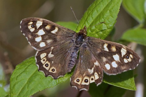 Speckled Wood (Pararge aegeria) on leaf
