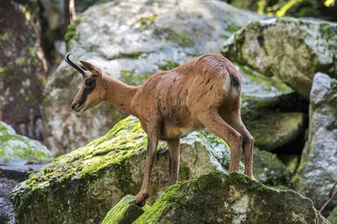 Pyrenean chamois (Rupicapra pyrenaica) foraging among rocks on mountain slope in the Pyrenees