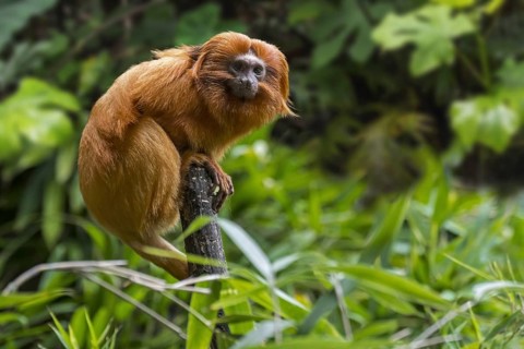 Golden lion tamarin (Leontopithecus rosalia), golden marmoset (Jacchus rosalia brasiliensis) in