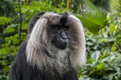 Lion-tailed macaque (Macaca silenus), wanderoo endemic to the Western Ghats of South India
