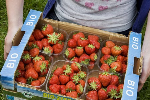 Horticulturist holding carton with plastic boxes with cultivated strawberries (Fragaria), Belgium,