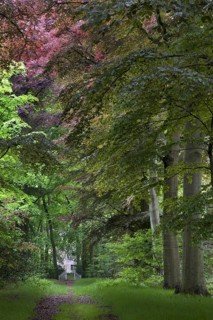Avenue in beech (Fagus sylvatica) forest in spring, Belgium, Europe