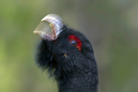 Western capercaillie (Tetrao urogallus) close up portrait of male, cock calling during the breeding