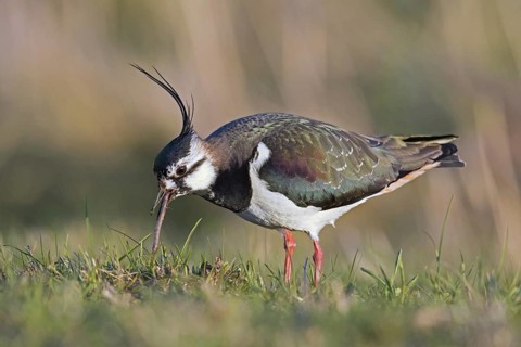 Northern lapwing (Vanellus vanellus) male foraging in meadow and eating earthworm, worm in spring