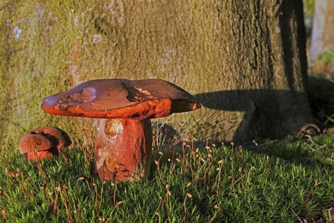 Dotted stem bolete (Boletus luridiformis)