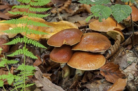Jersey cow mushroom (Suillus bovinus)
