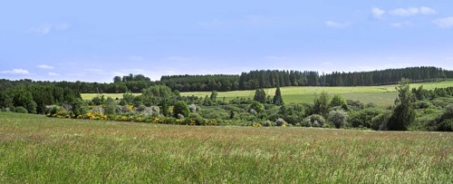 Broadleaf and coniferous forest with pine trees, meadow, pastures and hay fields at Vlessart, in
