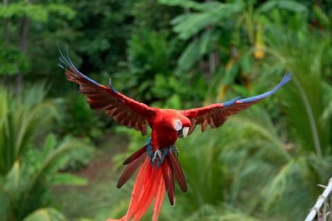 Scarlet Macaw (Ara macao)
