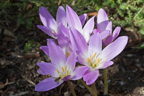 Autumn crocus (Colchicum speciosum), Emsland, Lower Saxony, Germany, Europe
