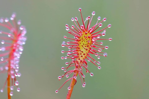 Oblong-leaved sundew (Drosera intermedia), close-up, Aschendorfer Obermoor nature reserve, Wildes