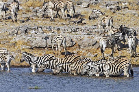 Burchell's Zebra (Equus quagga burchellii) herd drinking at waterhole, Etosha National Park,