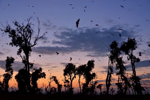 Straw-coloured Fruit Bats (Eidolon helvum), in flight at first light, Kasanka National Park,