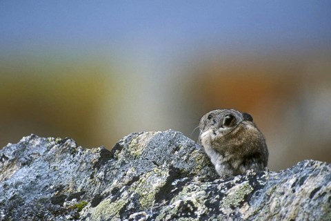 North American pika (Ochotona princeps) on the lookout on rock in mountain slope, Denali National