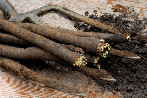 Black salsify (Scorzonera hispanica) , winter asparagus