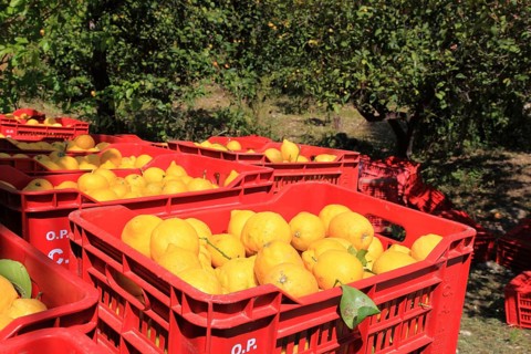 Orange trees and boxes of picked oranges, harvest time, Sicily, Italy, Europe