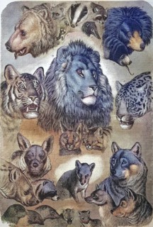 Carnivores, carnivorous predators, portraits of the various carnivores, felines, bears and canines,