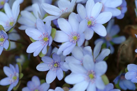 Liverwort (Hepatica triloba) (Hepatica nobilis) (Anemone hepatica), synonyma, common liverwort,