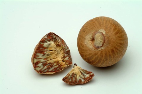 Supari, Areca nut, betel nut, areca nut, puga, pinag, whole fruit, fruit of the areca palm (Areca
