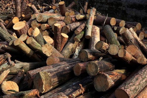 Firewood, logs, sawn into metre pieces