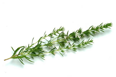 Summer savory (Satureja hortensis), also garden savory, true savory, pepperwort, family of the
