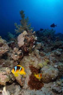 Pair of red sea clownfish (Amphiprion bicinctus) at its fluorescent bubble-tip anemone (Entacmaea