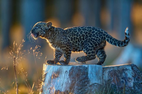 Indian leopard (Panthera pardus fusca), young animal on tree trunk in forest