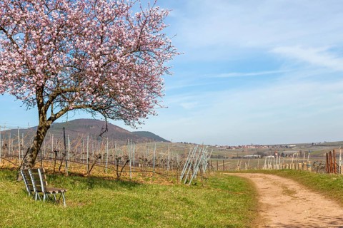 Flowering almond tree, almond tree blossom, Birkweiler, German or Southern Wine Route, Southern