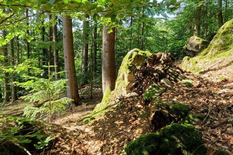 Boulders along a hiking trail in the forest in the Central Slovak Carpathians. Hinau, Neusohl