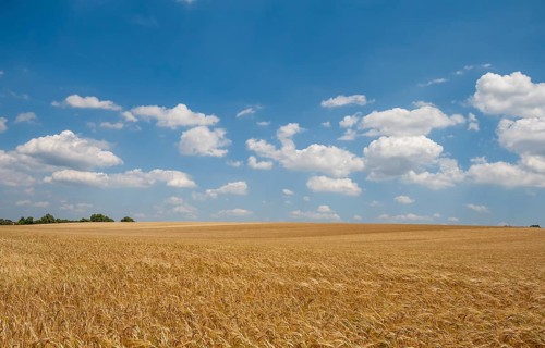 Grain field, ripe barley (Hordeum vulgare), Rhineland-Palatinate, Germany, Europe