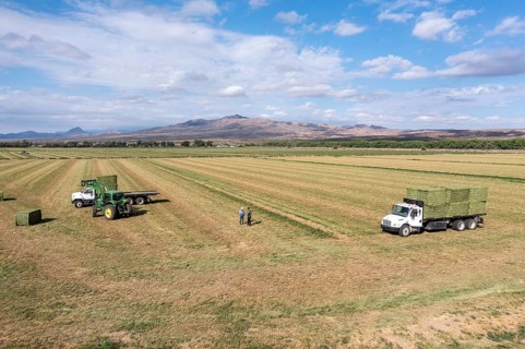 San Acacia, New Mexico, Bales of alfalfa are stacked on a farm near the Rio Grande. The farm relies