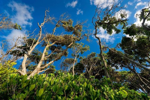 Trees, flora, on the coast of Byron Bay, Queensland, Australia, Oceania