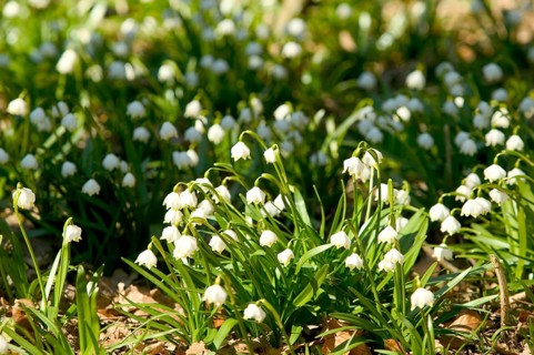 Marchflower blossoms in the Polenzta. The March snowflakes (Leucojum vernum) are in full bloom on
