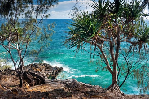 Coastal walk in Noosa heads with mangrove tree, holiday, travel, coast, ocean, sea, east coast,