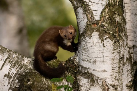 Beech marten (Martes foina), Bitburg, Rhineland-Palatinate, Germany, Europe