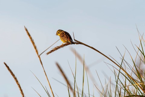 Songbird in the morning light, Rømø Island, Syddanmark, Denmark, Europe