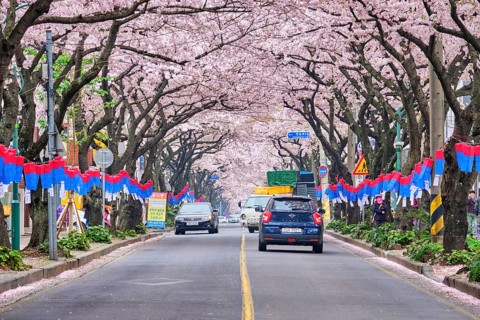 JEJU, SOUTH KOREA, APRIL 9, 2018: Blooming sakura cherry blossom trees in spring in street with