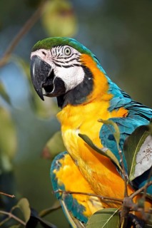 Blue-and-Yellow Macaw (Ara ararauna), Pantanal, Brazil, South America